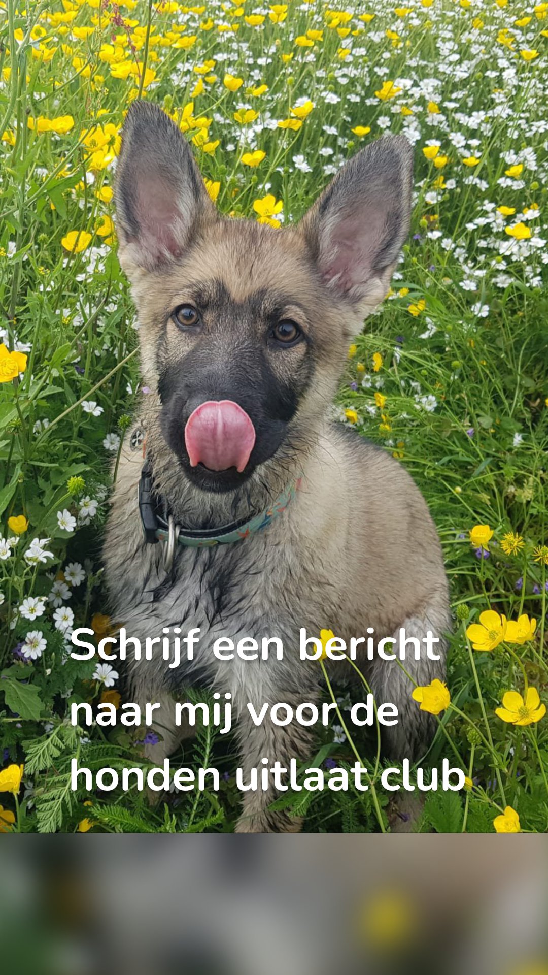 Schrijf een bericht naar mij voor de honden uitlaat club